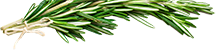 Rosemary-sprig-bottom-sm