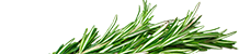 Rosemary-sprig-top-sm