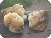 Fresh Wild Mushrooms